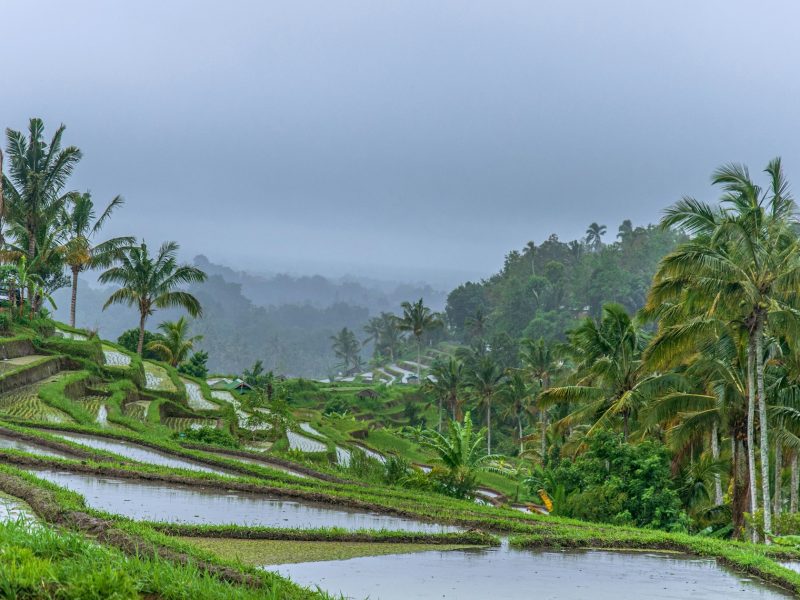 Bali’s Natures Best & Butterfly Park